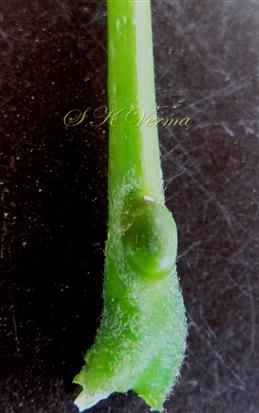  Gland at base of petiole